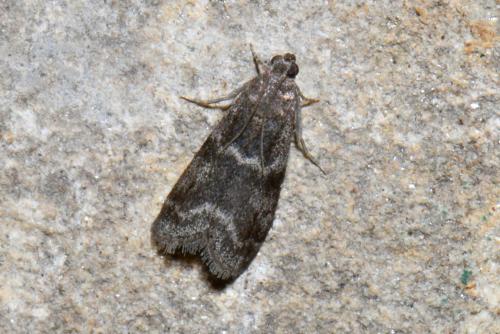 Apomyelois bistriatella